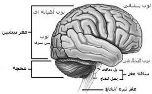ساختار مغز